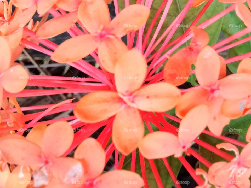 the beauty of fresh flowers and unique shapes