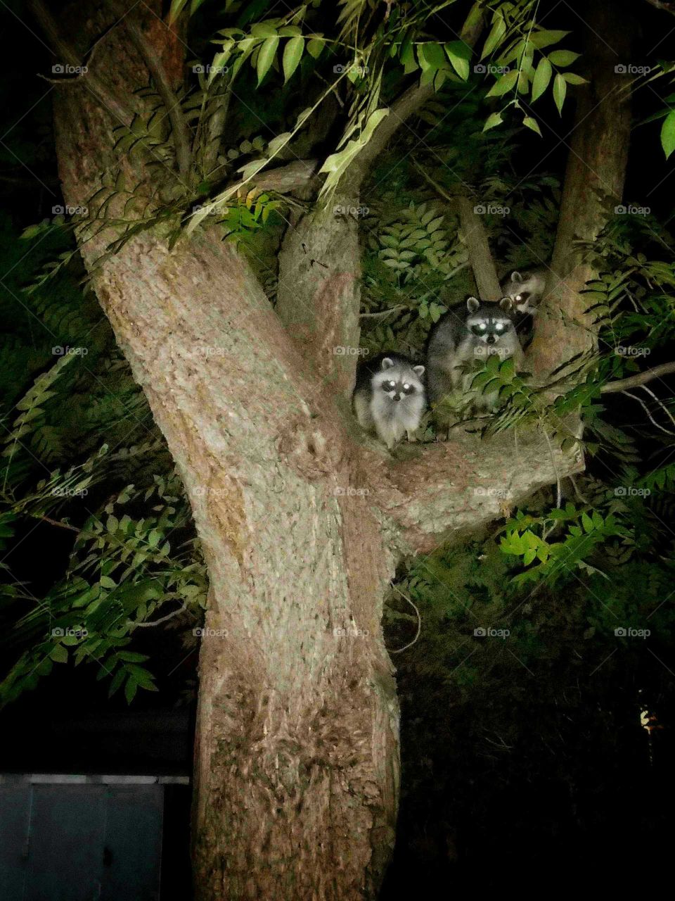 Mom's raccoon and babies in my tree