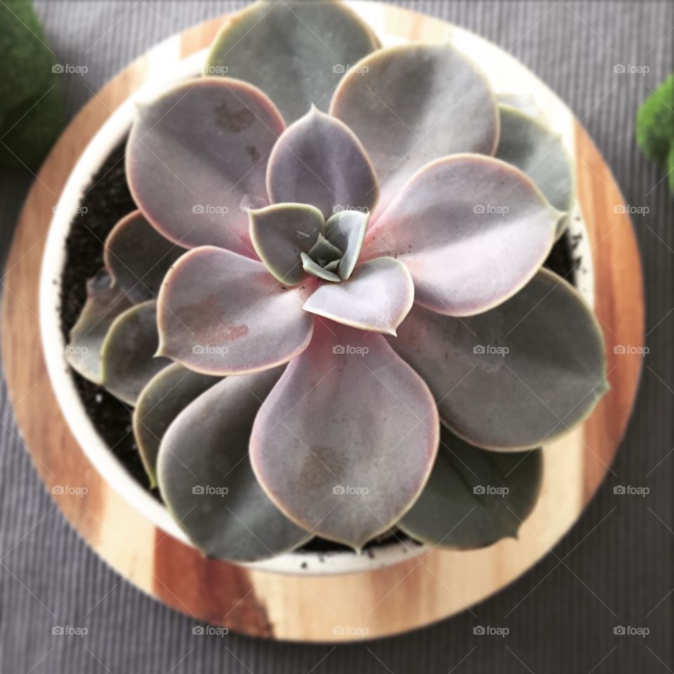 Flora, No Person, Nature, Flower, Garden