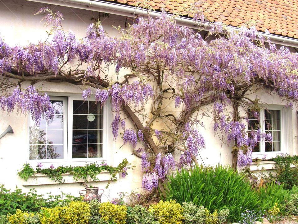 wisteria lane