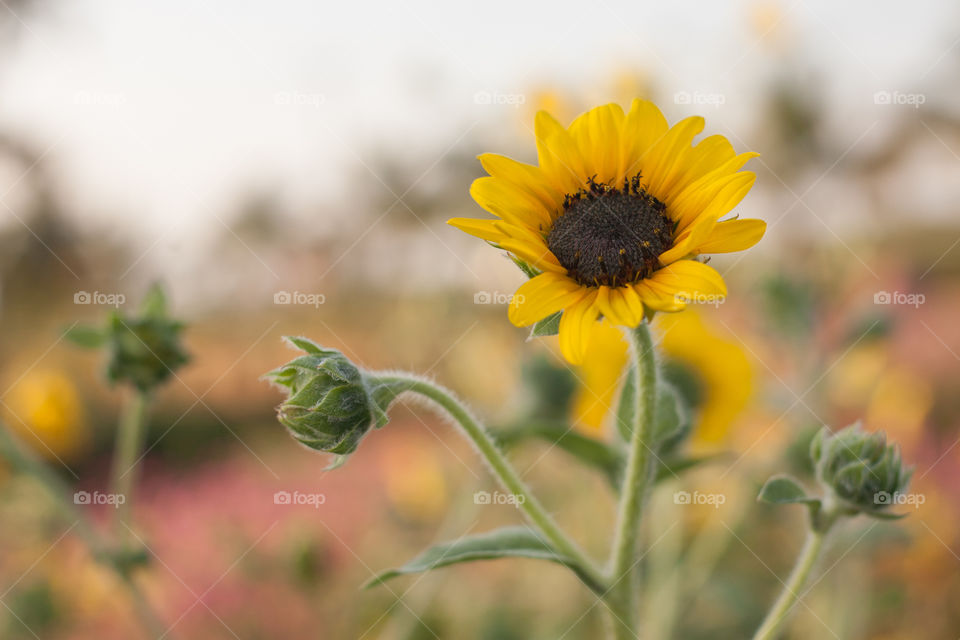 Sunflowers in the fields