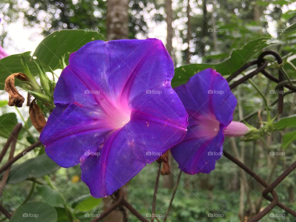 Purple flower close shot 