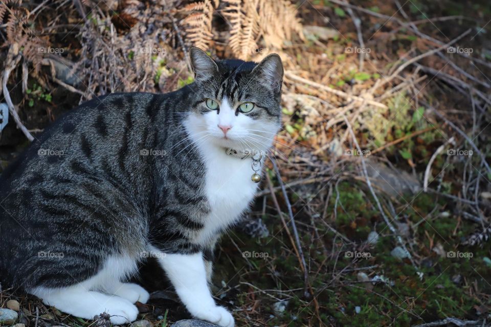 Cat profile 