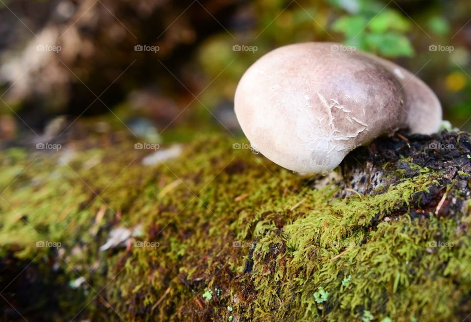 Mushroom