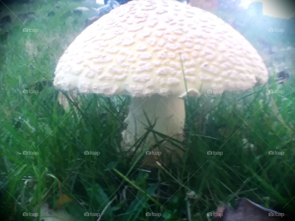 Mushroom, Fungus, Grass, Nature, Wood