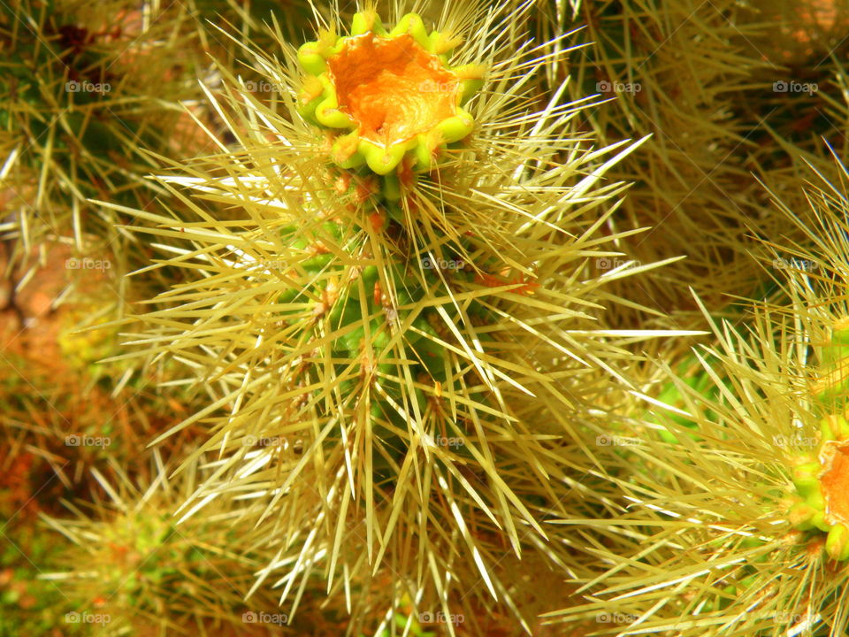 Thorny Flower