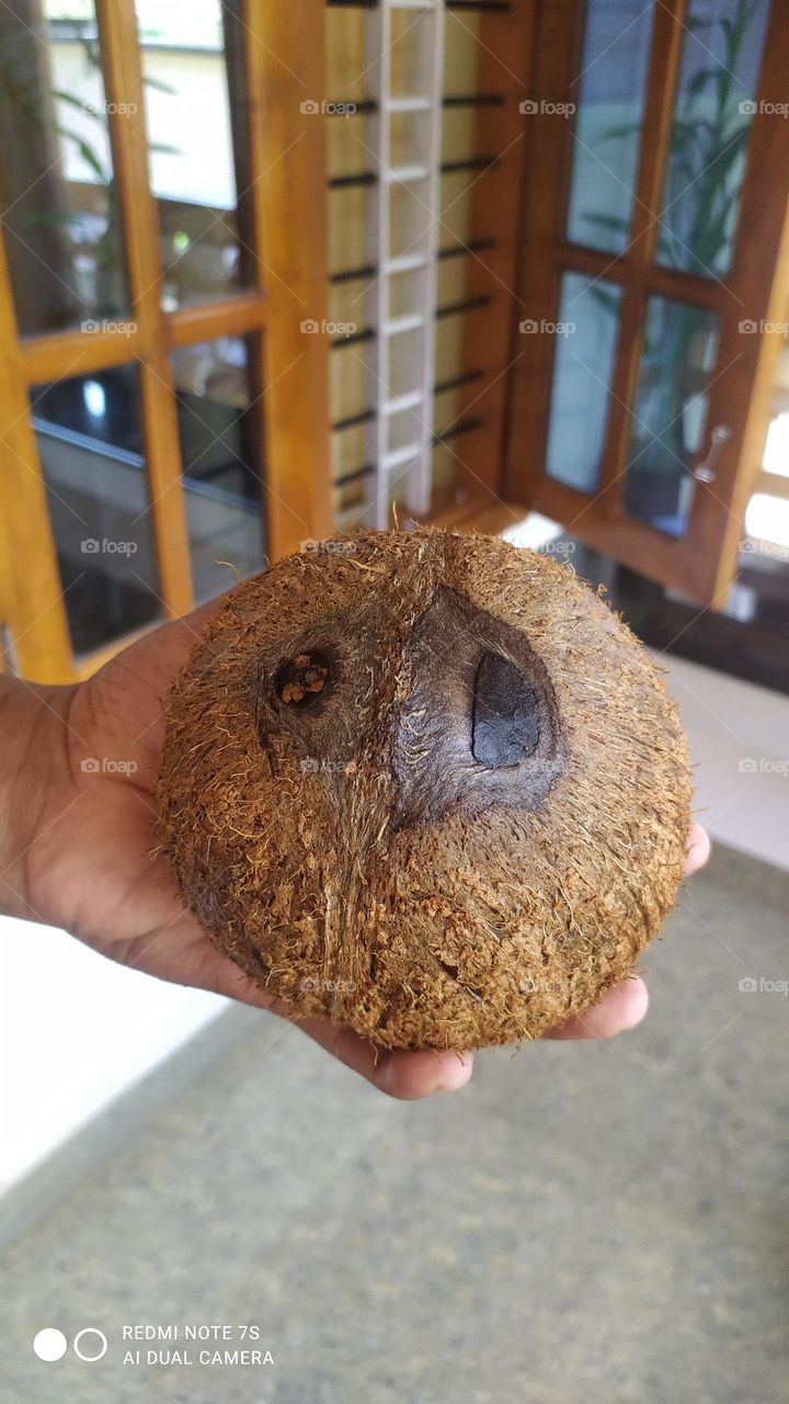 Have you seen a two-eyed coconut?