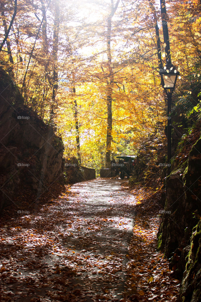 Footpath of forest