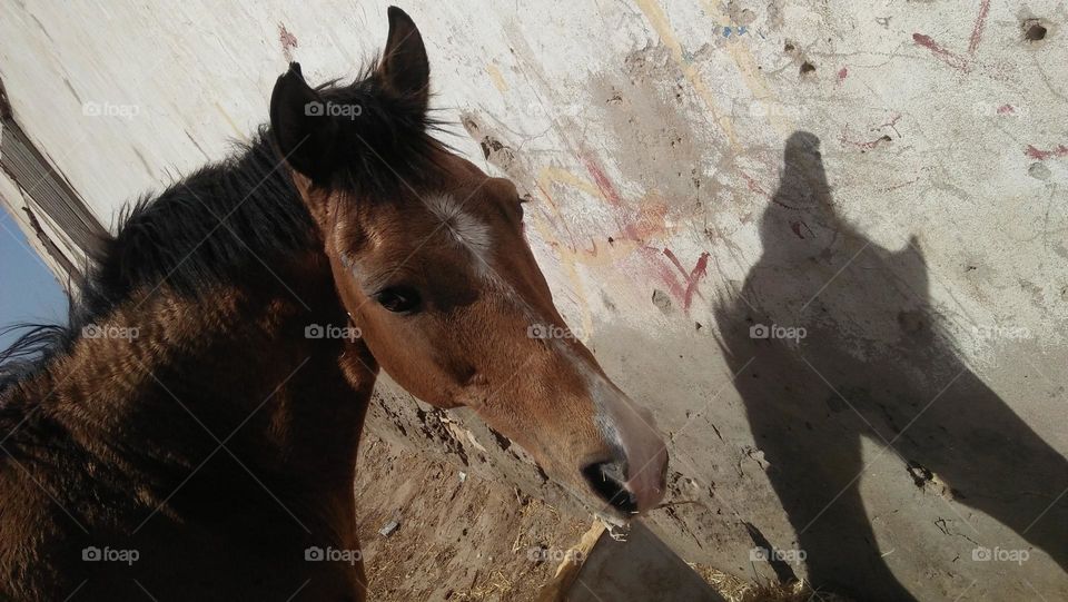 head of horse.