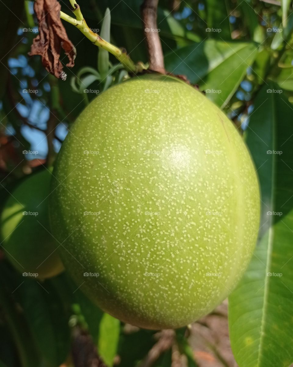 Fresh young fruit ... not dead yet ...