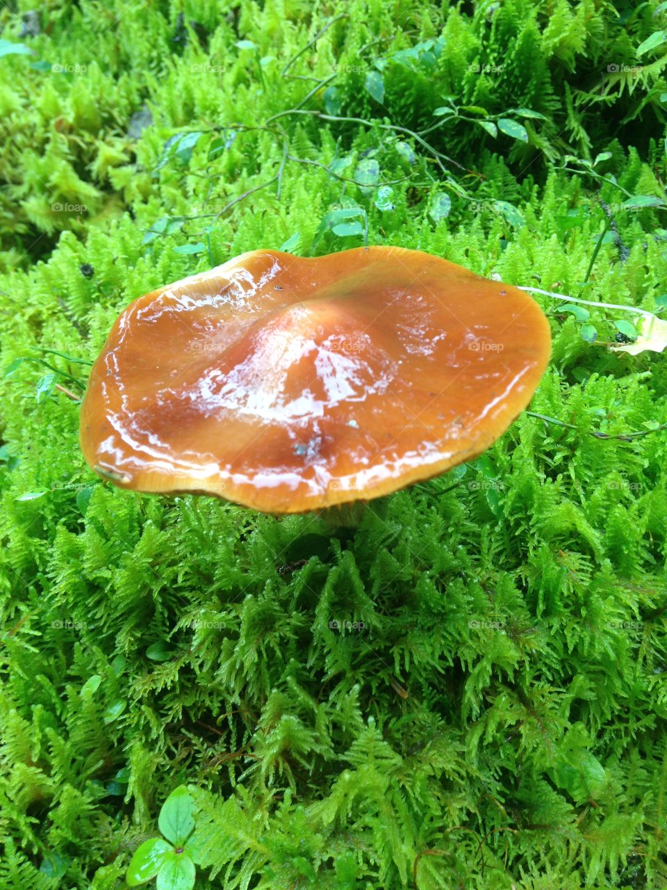 Mushroom close up 