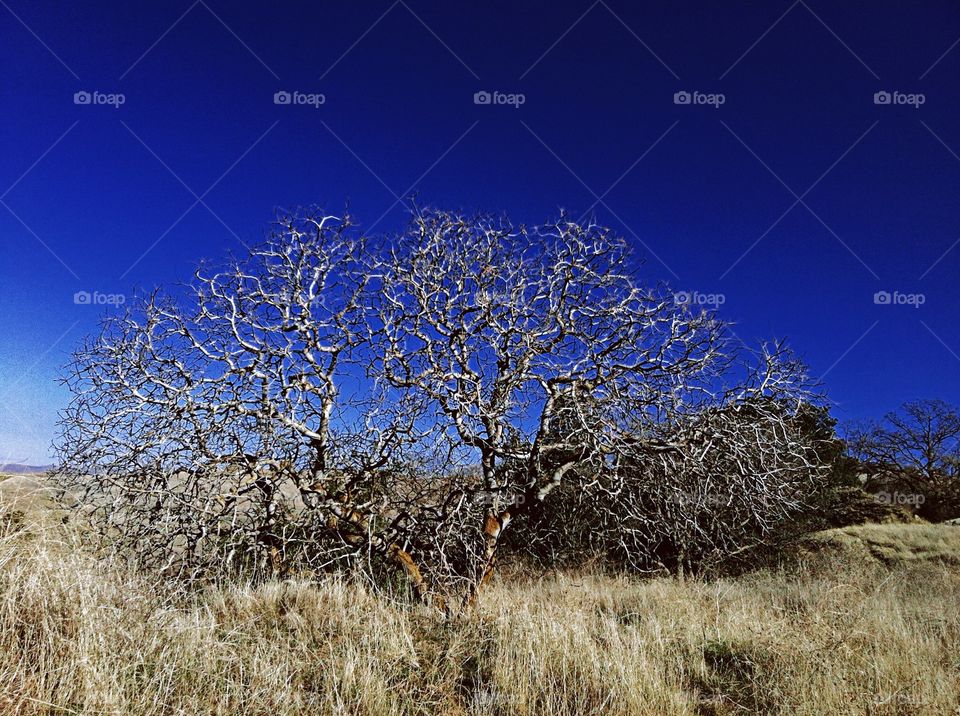 Tree in Summer