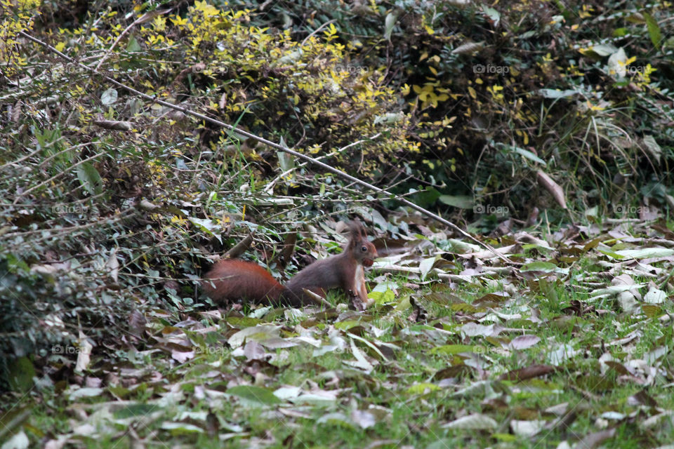 Squirrel with hazelnut