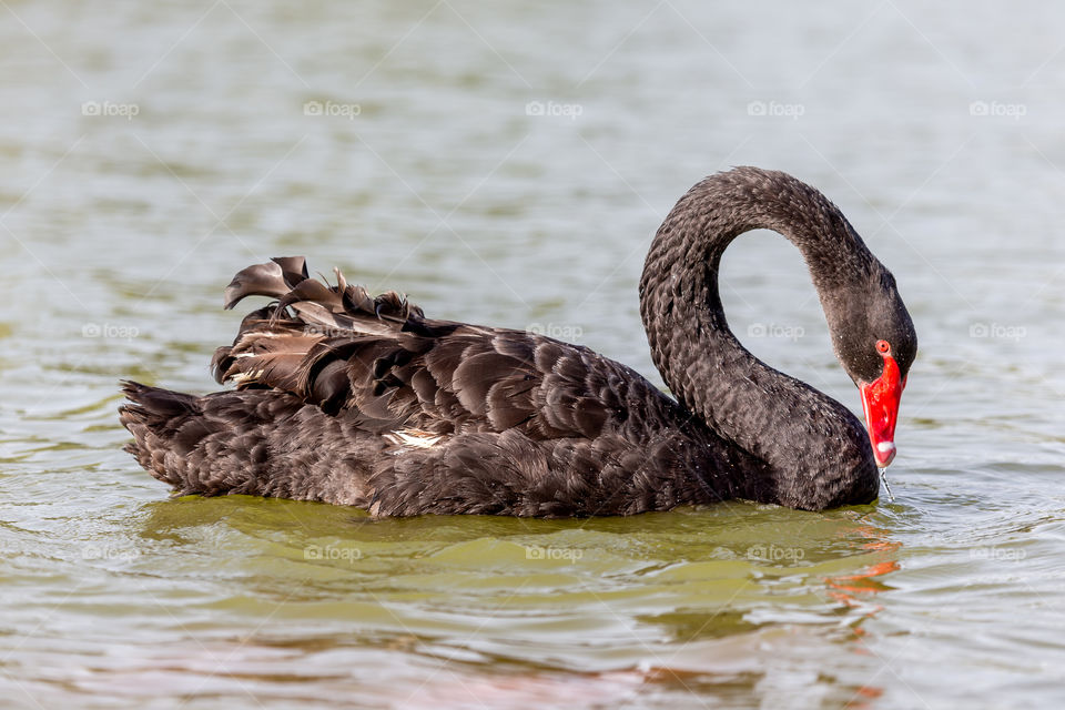 Black swan in the pond