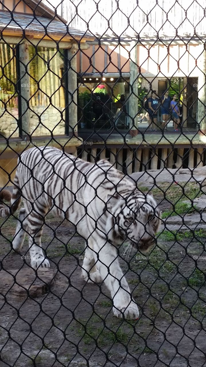 White tiger at Busch Gardens, Florida