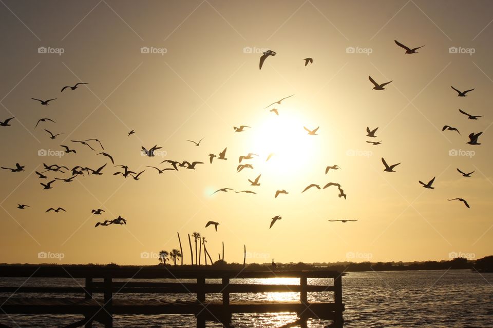Flock of birds of flying over the sea during sunset