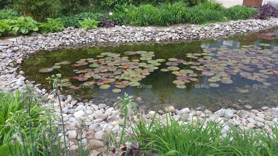 Quaq. toller Teich für Frösche