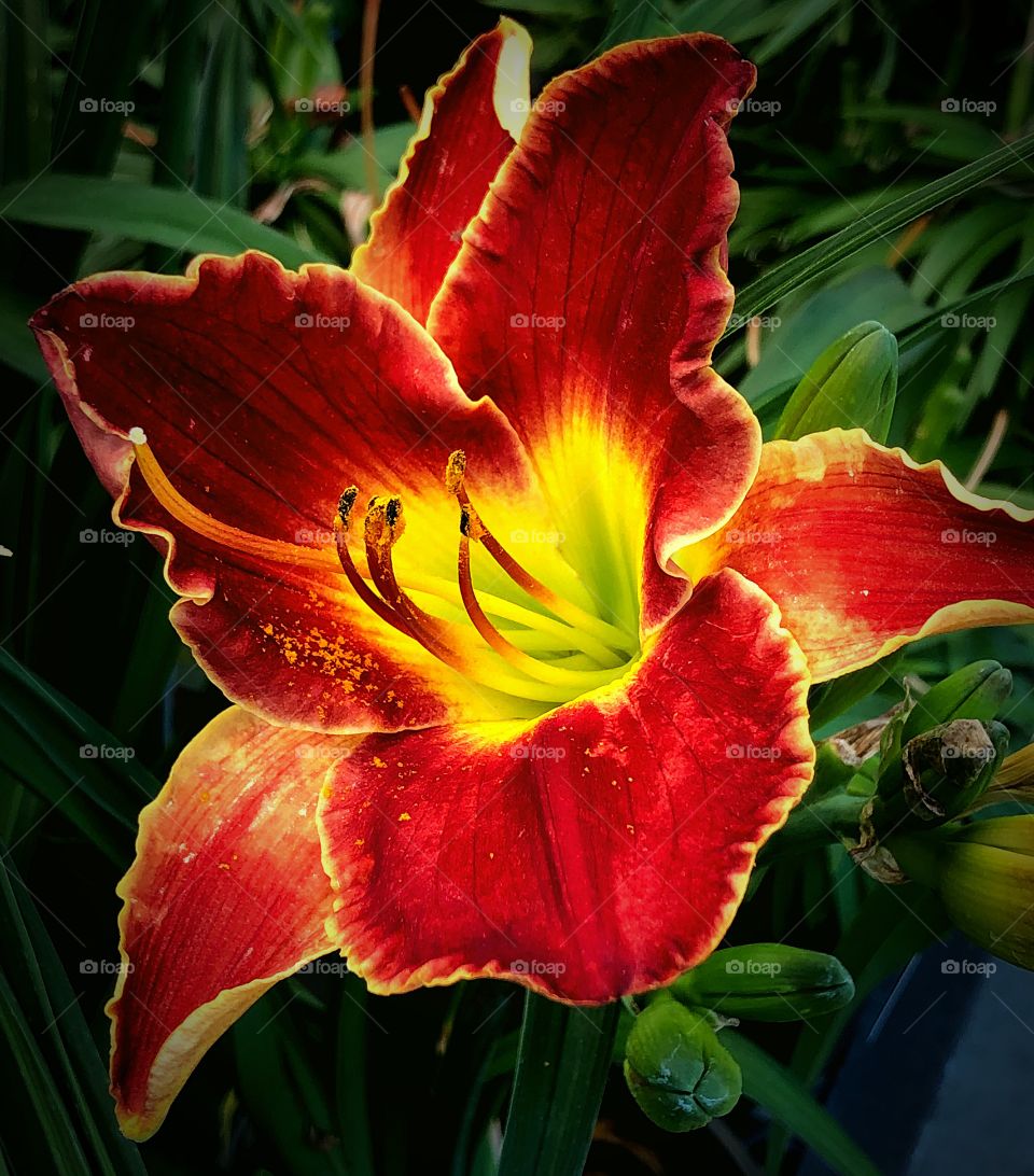 Big red lily