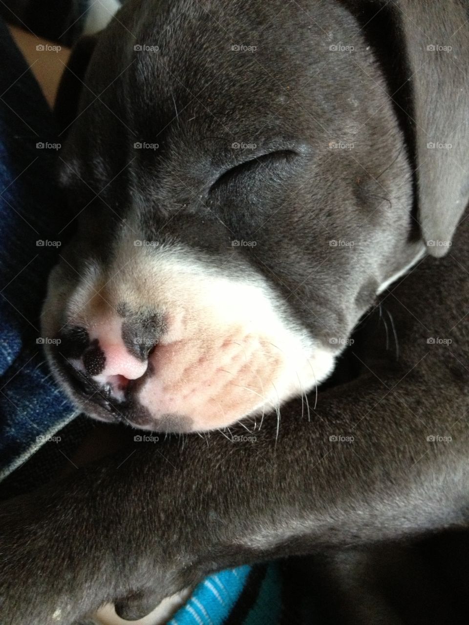 Snuggle Pup 2