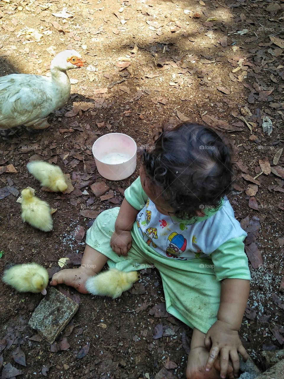 A little girl is playing with baby ducks.