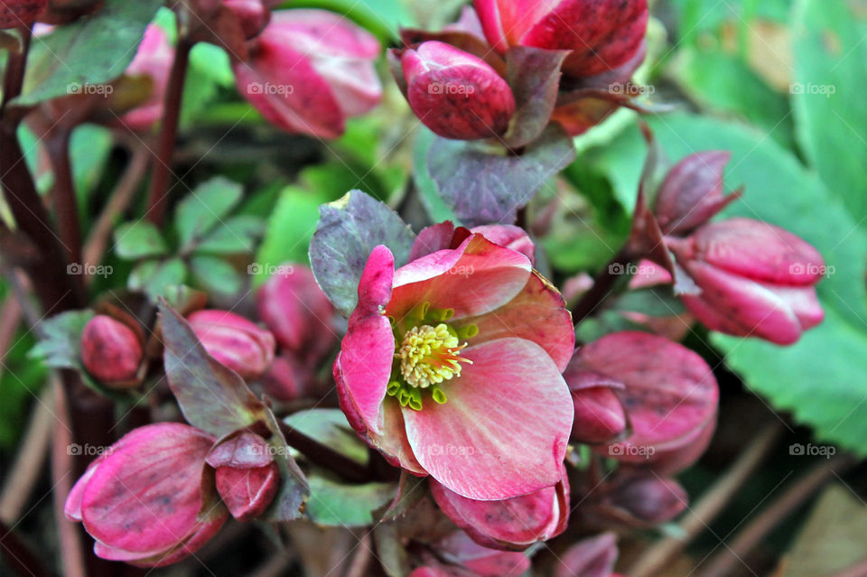 Closeup of a an early blooming pink Tibetan Hellebore plant, Helleborus thibetanus. This photo was taken in a sheltered public garden full of a variety of common & rare plants & trees. The inside of the flower is intricate & is called the nectary. 