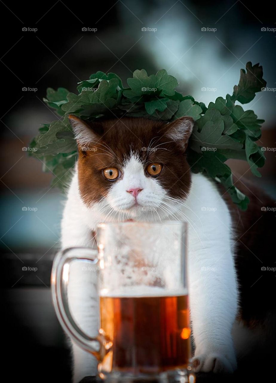 Cat and beer