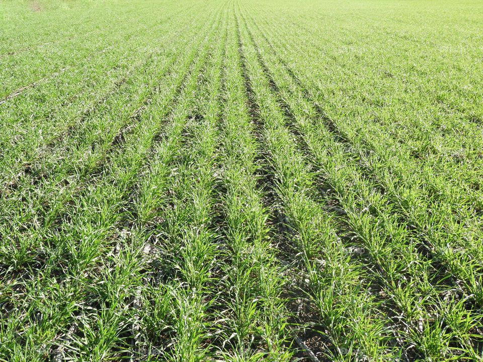 Campo Verde Sembrado Trigo Surcos Líneas Agrícolas