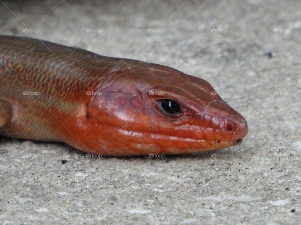 Broadhead Skink - Fear is the word we use to describe our emotional reaction to something that seems dangerous. But the word "fear" is used in another way, too: to name something a person often feels afraid of