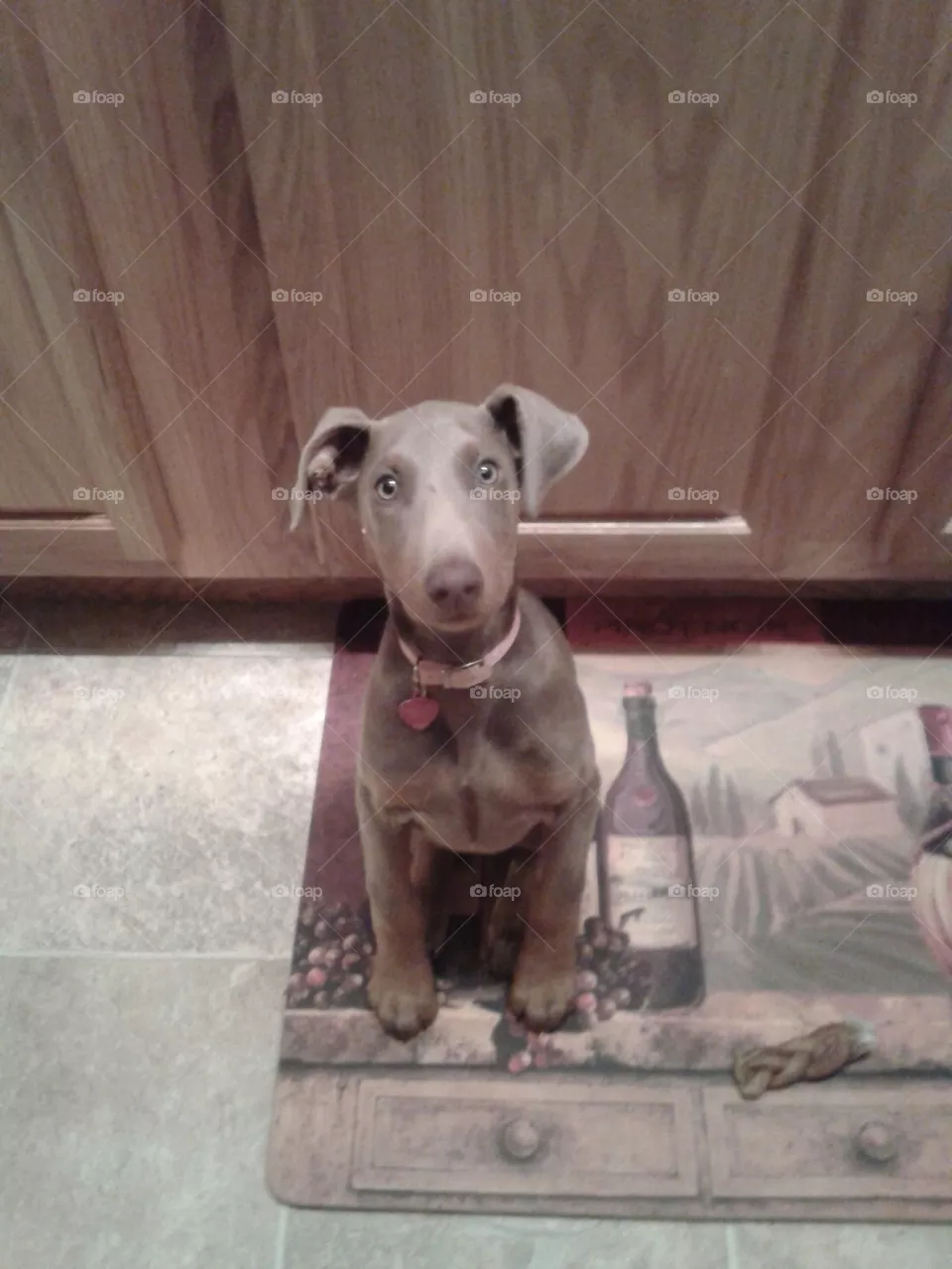 Elley