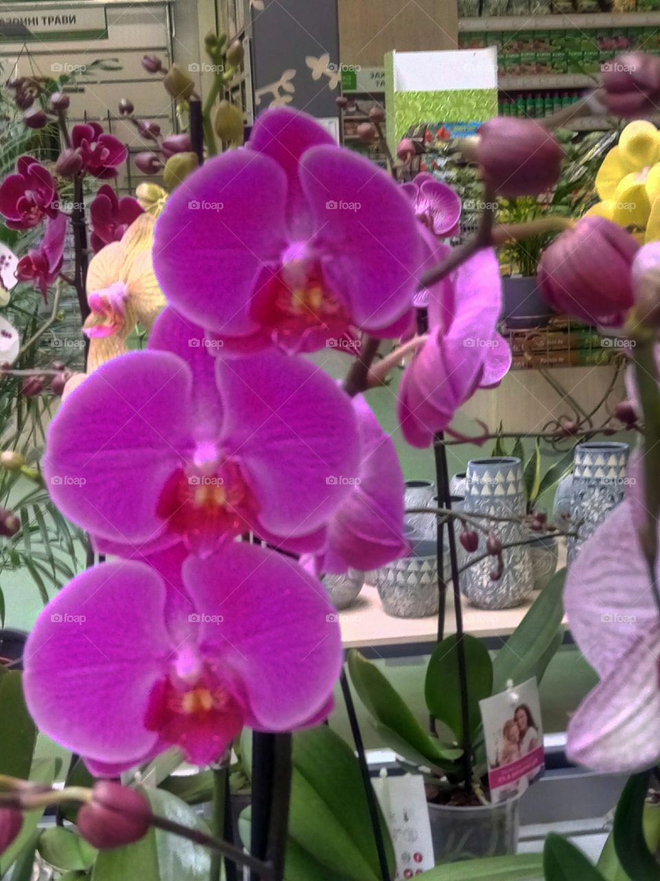 орхидеи