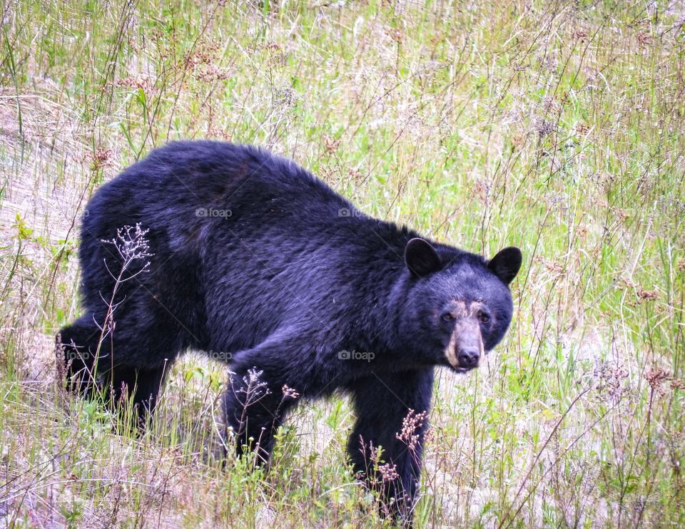 Caught this guy in Northern Ontario.
