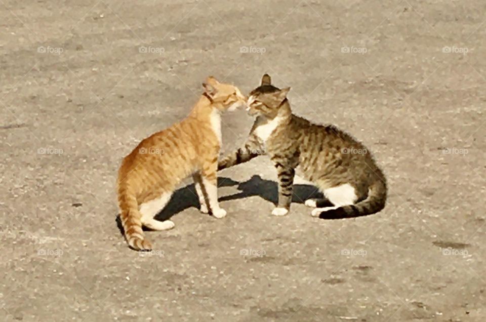 cat fight