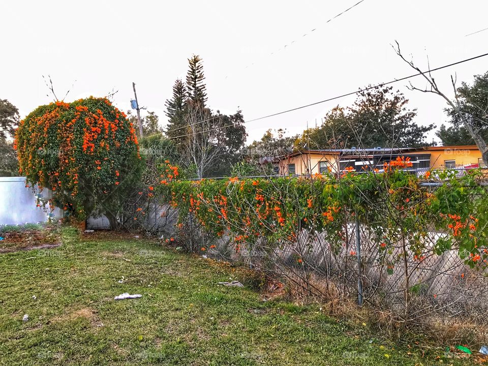 Our blooming honeysuckle 
