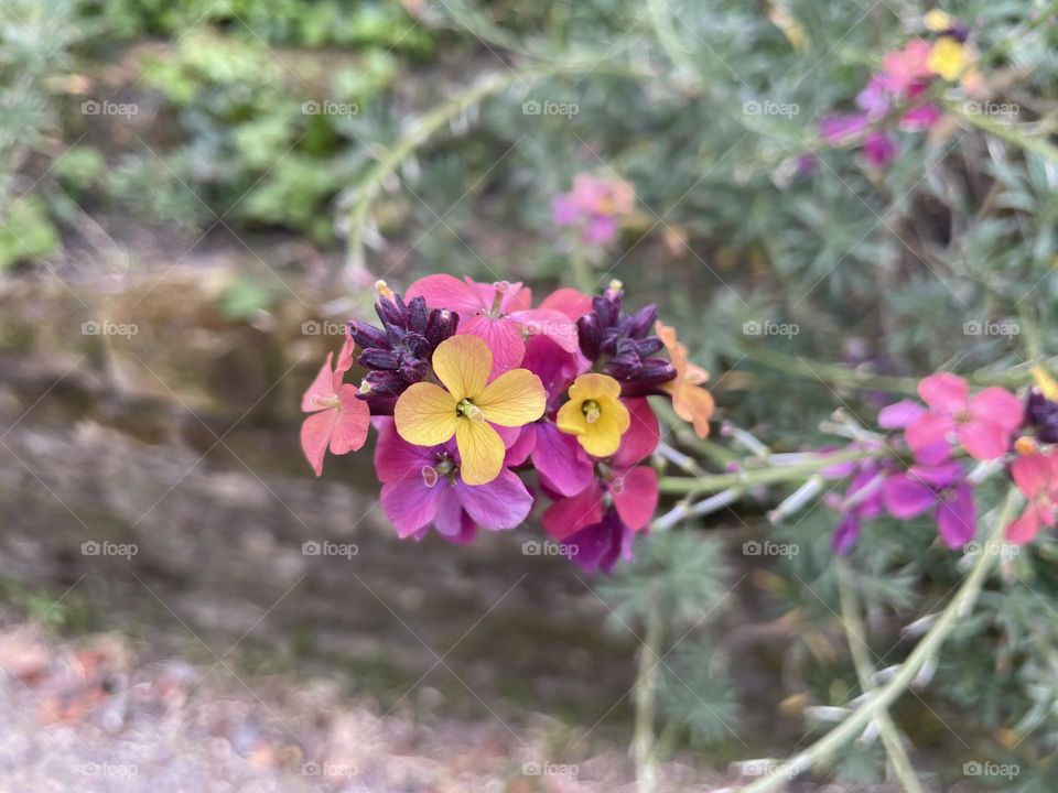Multicoloured flowers one one stem ?!?! If any foaper knows the name of this flower I’d love to know !