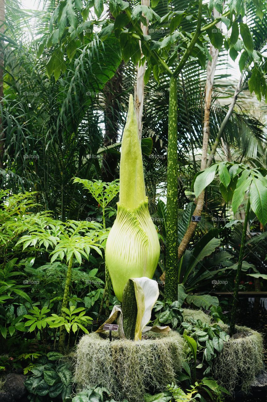 The Corpse Flower at NYBG 