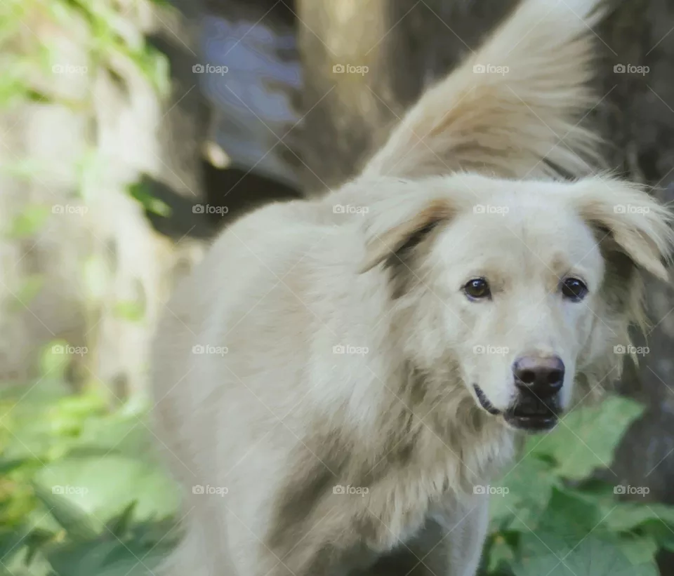 White dog