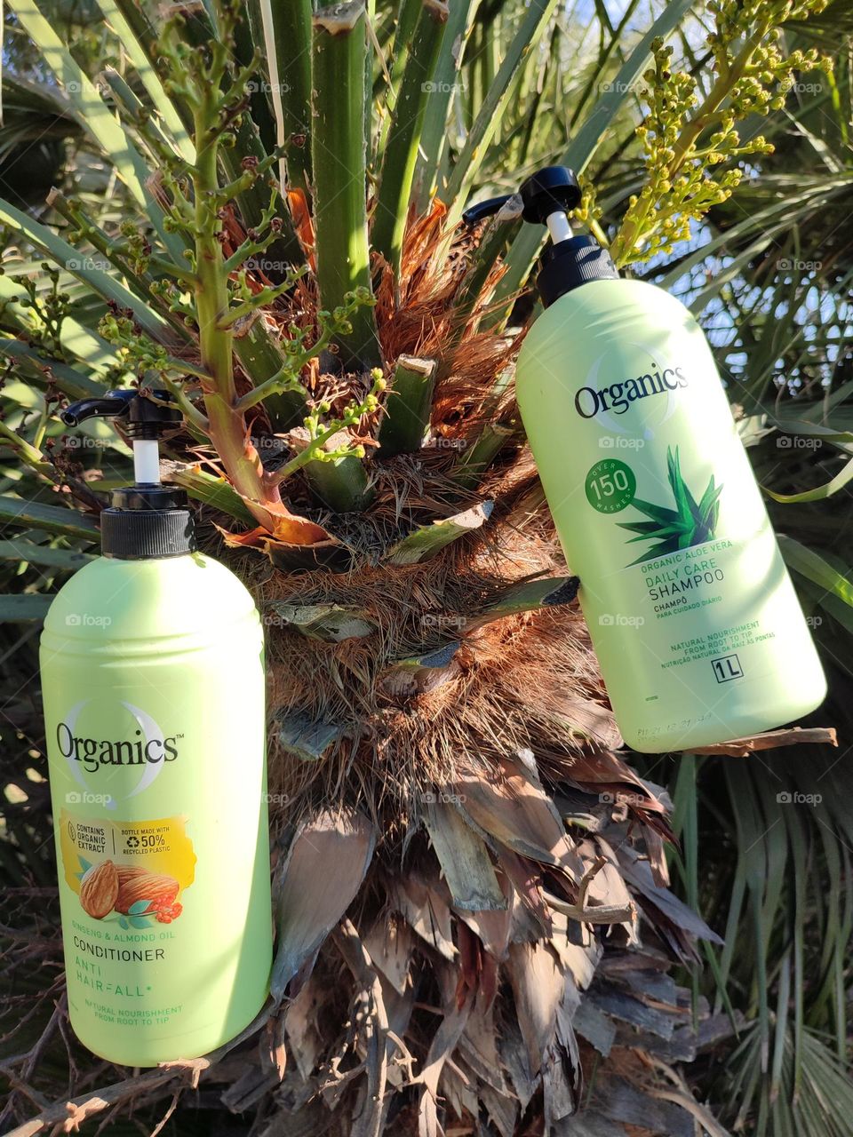 Organics Daily Care 2-in1, Shampoo and Conditioner