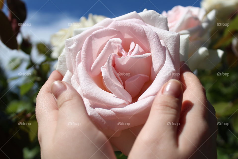 Love, Flower, Wedding, Rose, Woman