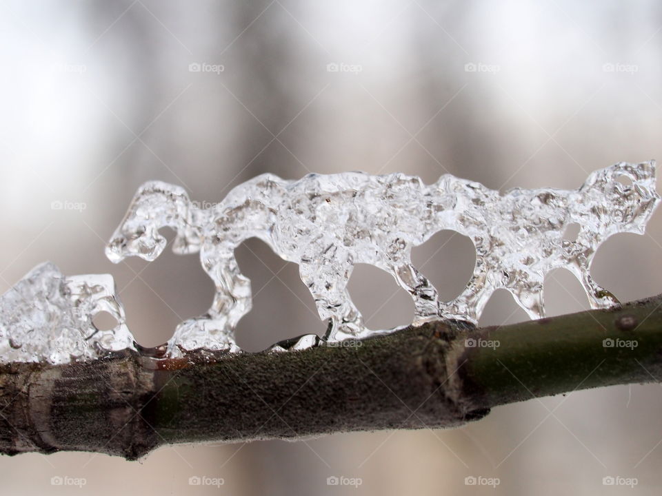 Icicle on a tree branch of a surreal shape.  Close-up