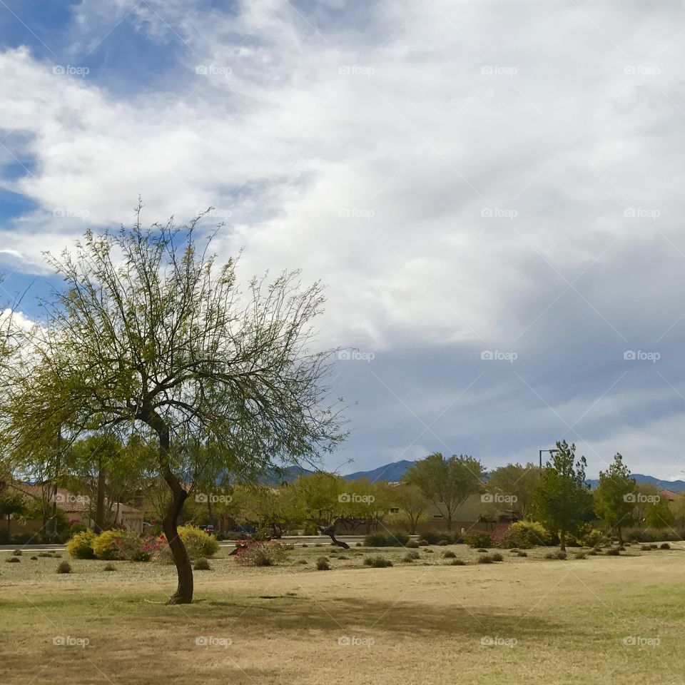 Shade by Tree