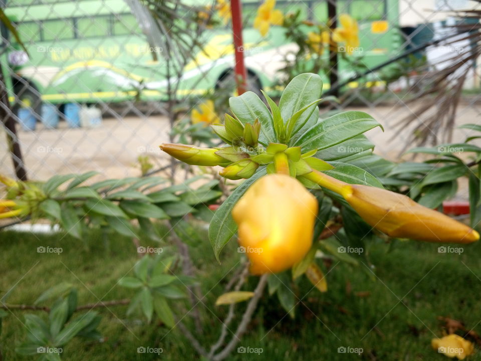 the plant and not blooming stage yellow flower