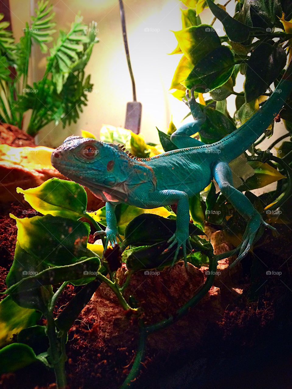My Iguana, Zeus. Rare blue iguana