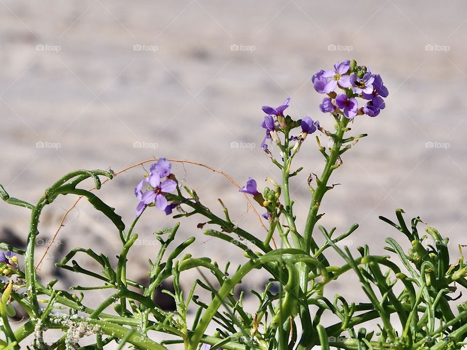Flowering sand
