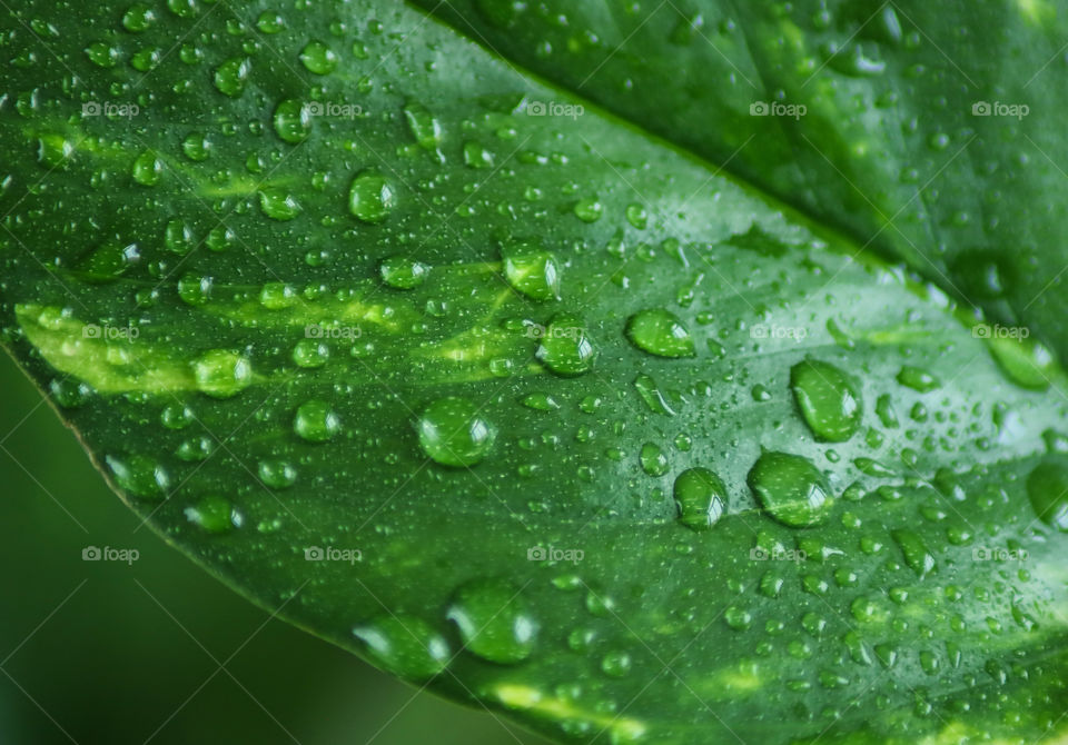 Waterdrops on a Leaf