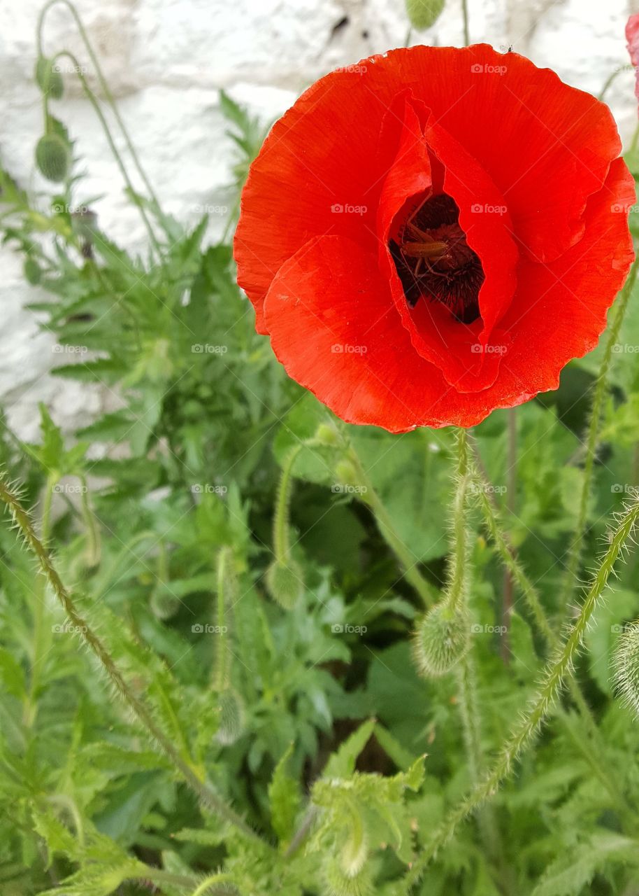 Poppy with insect inside