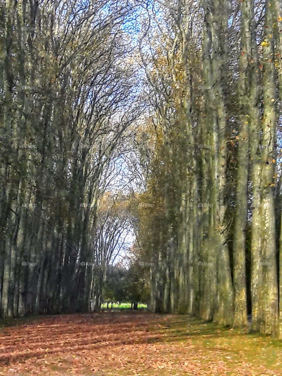 Vertical Tree Pathway