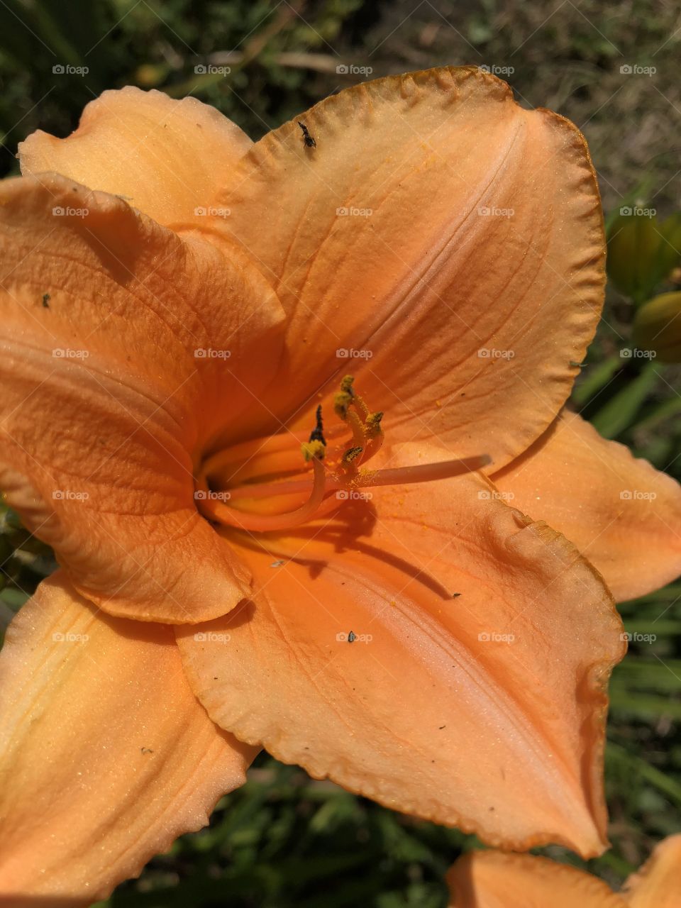 Orange blossom special