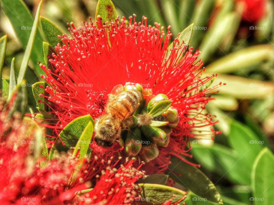 Bee Pollinating A Red Flower