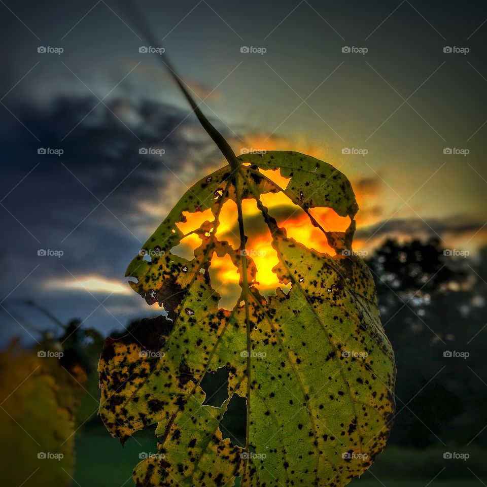 A window to autumn. . Sun shining through a leaf, signaling the oncoming Fall. 