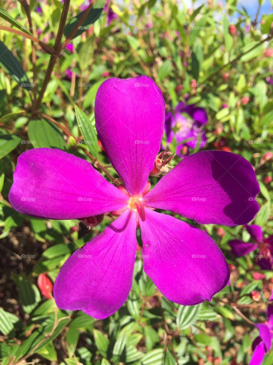 Pretty purple flower 